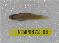 藏品(大肚魚)的圖片